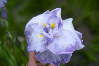 Iris Higo Reign Of Glory
